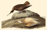Eskimo Curlew Masterprint