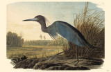 Little Blue Heron Masterprint