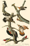 Red-Bellied Woodpecker Masterprint