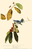 Cerulean Warbler Masterprint