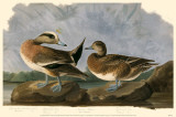 American Wigeon Masterprint