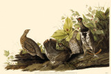 Spruce Grouse Masterprint