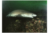 Sixgill Shark Masterprint