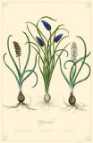 Hyacinths Flowers Masterprint