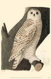 Snowy Owl Masterprint