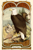 Bald Eagle Masterprint
