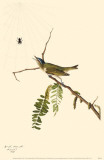 Red-Eyed Vireo - Masterprint Red-Eyed Vireo - Masterprint