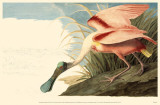 Roseate Spoonbill Photo