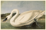 Tundra Swan Masterprint