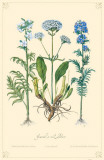Jacob's Ladder Flowers Masterprint