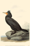 Double-Crested Cormorant Lámina maestra Double-Crested Cormorant Lámina maestra