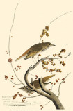 Hermit Thrush Masterprint