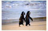 African Penguins Reprodukcja arcydzieła African Penguins Reprodukcja arcydzieła