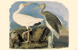 Ibis blanc Photo