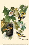 Oriole de Baltimore Photo