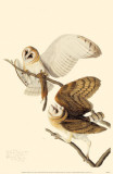Common Barn-Owl Masterprint
