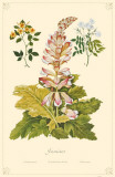 Jasmines Flowers Masterprint