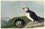 Atlantic Puffin Masterprint