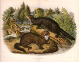 Mink Masterprint