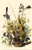 Northern Mockingbird Masterprint
