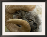 Close-Up of Gotland Sheep, Ram's Horn, Sweden Prints by Staffan Widstrand