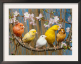 Five Canaries of Different Colours Posters by  Reinhard