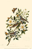 Townsend's Bunting Masterprint