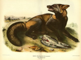 American Cross Fox Lámina maestra