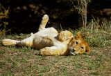Lion Cub Masterprint
