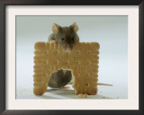 Domestic Mouse Eating Biscuit Posters by  Steimer