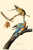 Passenger Pigeon Photo