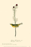 Hooded Warbler Masterprint