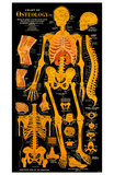 Osteology Photo