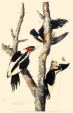 Ivory-Billed Woodpecker Photo