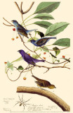 Indigo Bunting Masterdruck