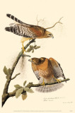 Red-Shouldered Hawk Photo