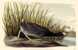 American Coot Masterprint