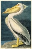 American White Pelican Masterprint