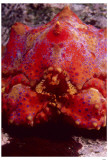 King Crab Masterprint