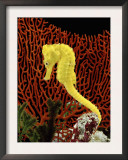 Golden Seahorse, Portraits, UK Prints by Jane Burton