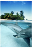 Bottlenose Dolphins Masterprint