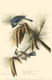 Tufted Titmouse Photo