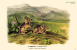 Nuttall's Cottontail Masterprint