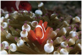 Spinecheek Anemonefish Masterprint