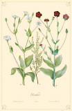 Heather Flowers Masterprint