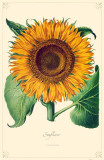 Sunflower Flowers Masterprint