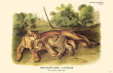 Mountain Lion or Cougar Masterprint