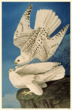 Gyrfalcon Photo