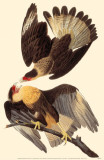 Crested Caracara Photo