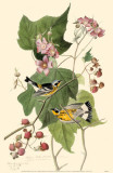Magnolia Warbler Masterprint
